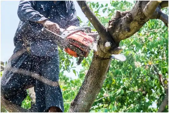 tree services Weirton